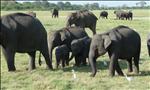 elephants in minneriya